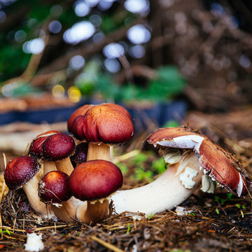 Garden Kit "Mushroom Block" How-to