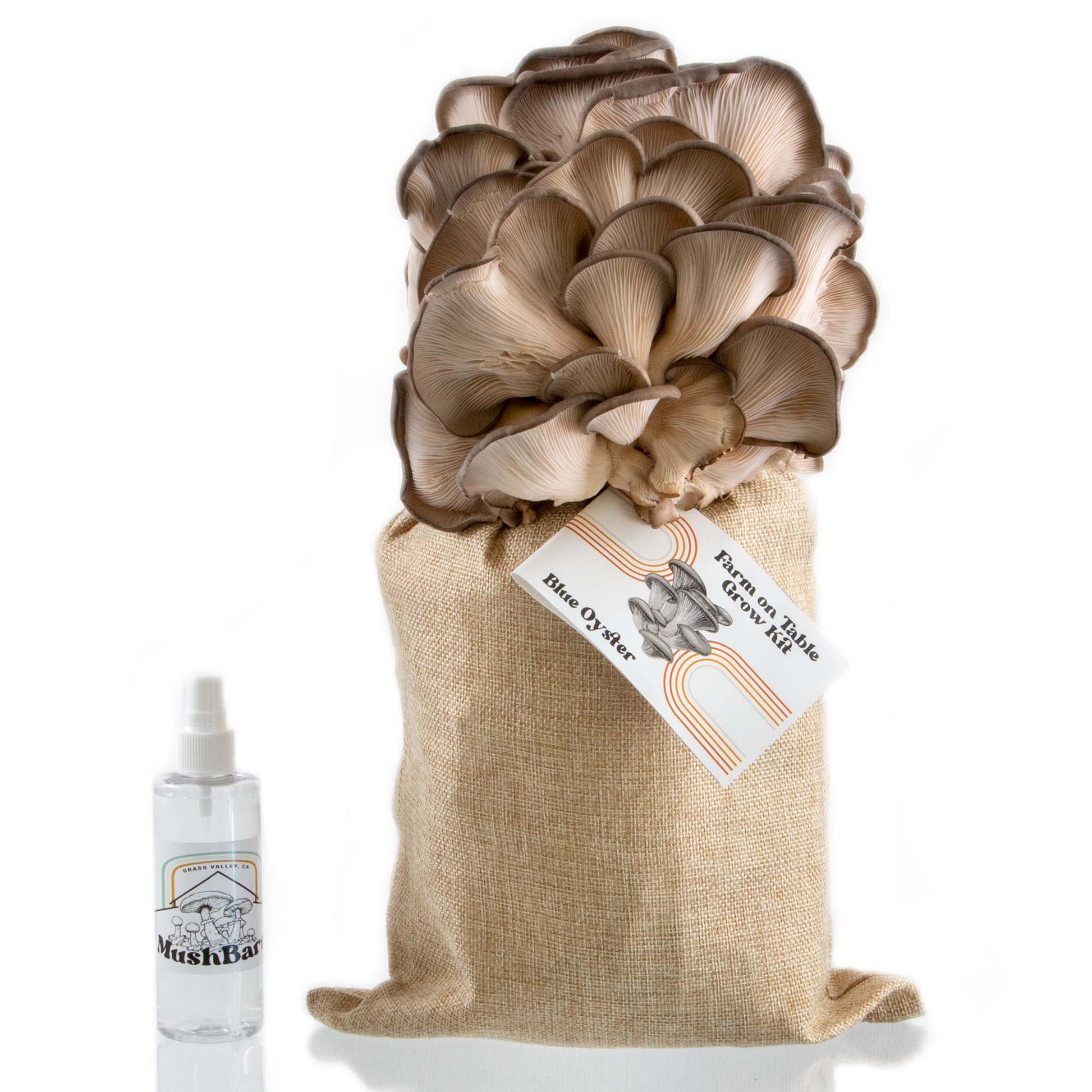 MushroomGrowKit MushroomGrowingKit MushroomCultivation MushroomGrowing MushroomKit GrowMushroomsAtHome MushroomGrowKits BlueOysterMushrooms OysterMushrooms