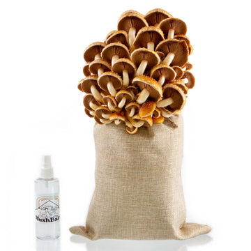 Chestnut Mushroom Grow Kit 