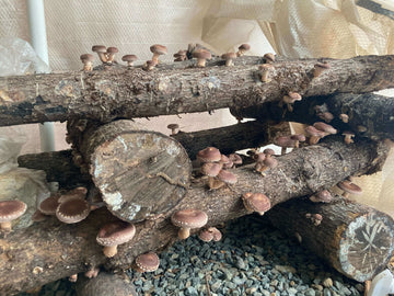 2.18.24 Mushroom Workshop - Shiitake Log Inoculation - at Heartland Collective