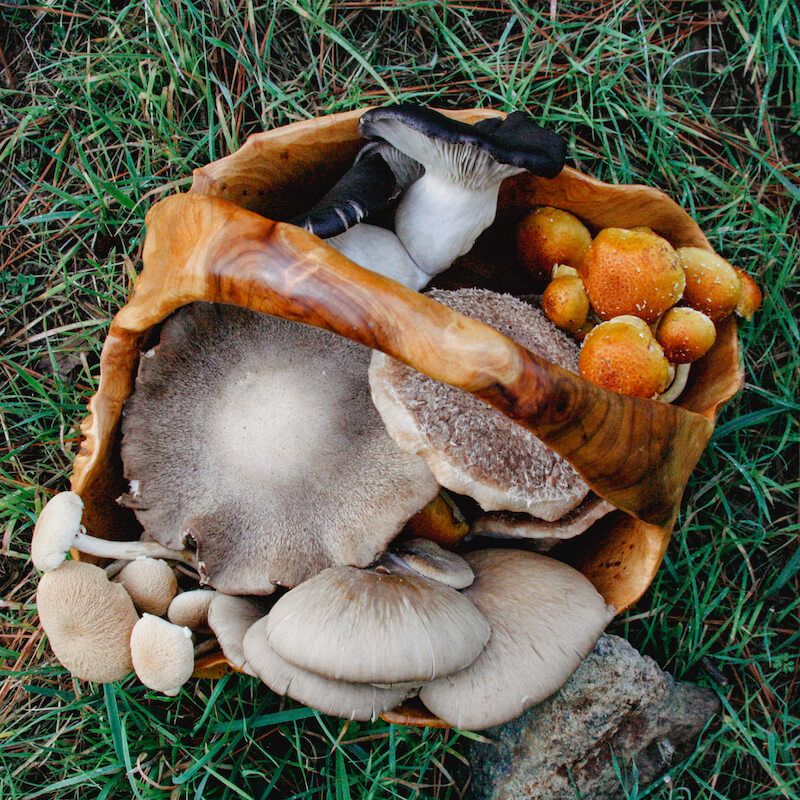 Monthly CSA Mushroom Boxes (4 per month)