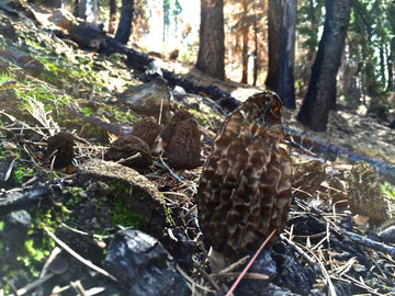 5.1.22 Guided Mushroom Foray with Gourmet Wild Mushroom Lunch