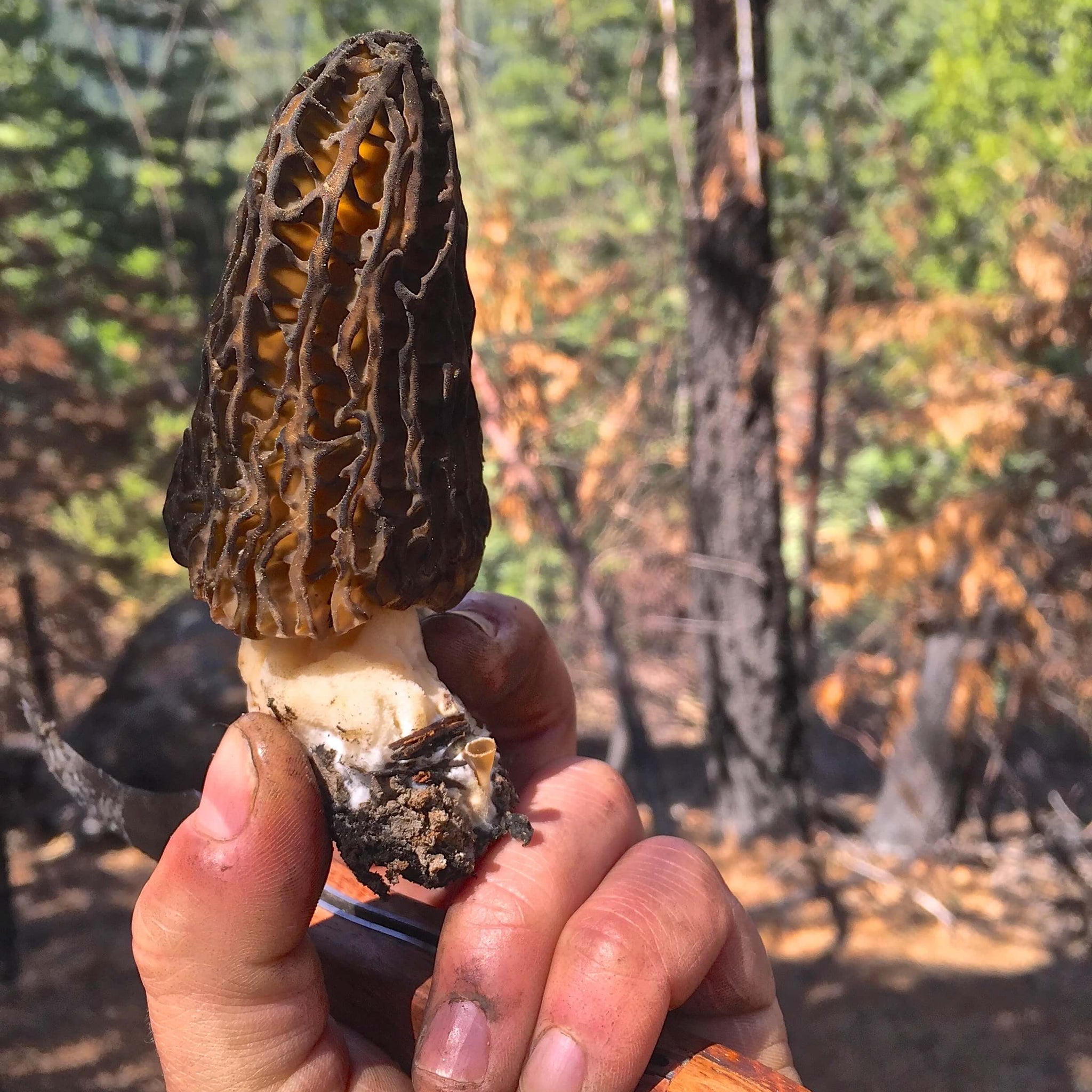 5.1.22 Guided Mushroom Foray with Gourmet Wild Mushroom Lunch
