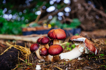 Garden Giants Mushroom Grow Kit - Outdoor